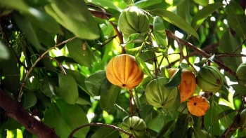 Loại quả rừng chua loét lại có 8 công dụng tuyệt vời cho sức khoẻ, đem phơi khô bán 180.000 đồng/kg