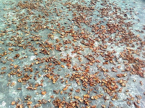 Cây tai chua có công dụng trong điều trị một số bệnh lý