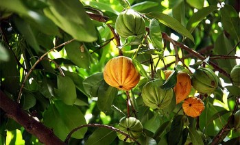 Loại quả rừng chua loét lại có 8 công dụng tuyệt vời cho sức khoẻ, đem phơi khô bán 180.000 đồng/kg