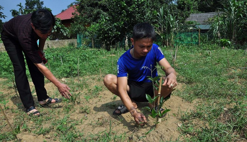 Người dân ở xã Yên Hà (huyện Quang Bình, Hà Giang) liên kết với doanh nghiệp trồng sâm cát.