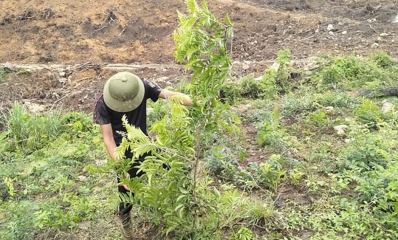 Người dân yên tâm khi trồng sâm cát vì được doanh nghiệp hỗ trợ kỹ thuật và bao tiêu đầu ra.