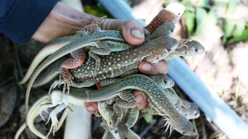 Lão nông lộ bí quyết nuôi hàng nghìn con dông cát lớn nhanh đẻ khỏe lãi trăm triệu mỗi năm