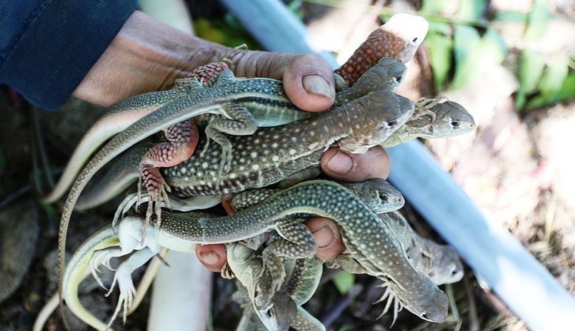 Nghề nuôi dông cát phát triển mạnh ở xã Phước Hải.