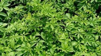 Tác dụng hữu ích của giảo cổ lam