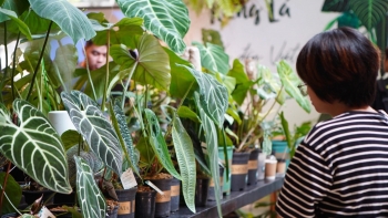 Bất ngờ khi kiểng lá siêu hiếm được trồng cả vườn, dân chơi đỡ xót tiền mà vẫn thỏa đam mê