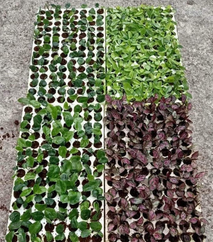 công nghệ nuôi cấy trong phòng thí nghiệm được áp dụng với kiểng lá.