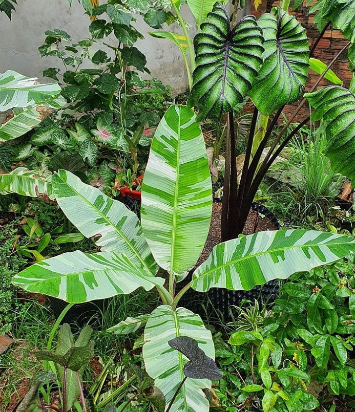 Những kiểng lá đột biến từng được coi là siêu hiếm, độc lạ cũng dần trở nên phổ biến hơn nhờ công nghệ cấy mô.