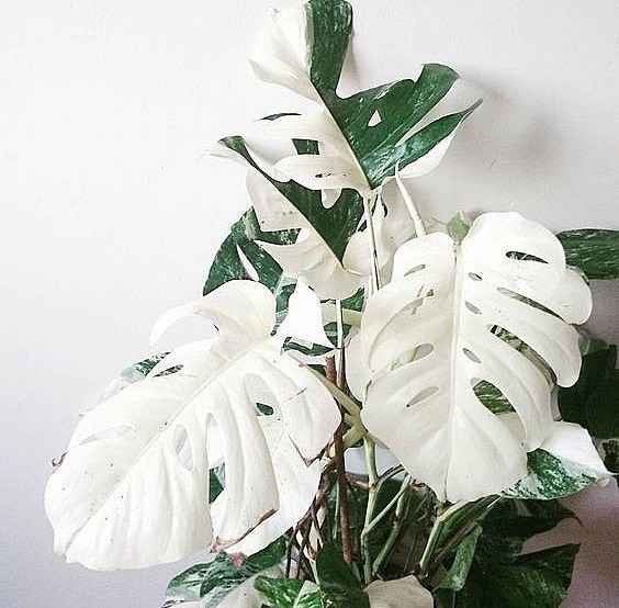 Có những loại lá đột biến được rao bán hàng chục triệu thậm chí cả trăm triệu đồng.