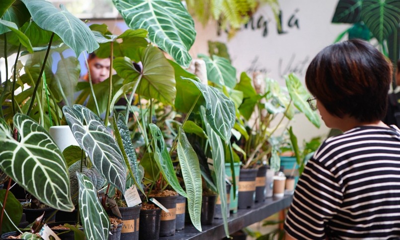 Thú chơi kiểng lá ngày càng thu hút nhiều người quan tâm.