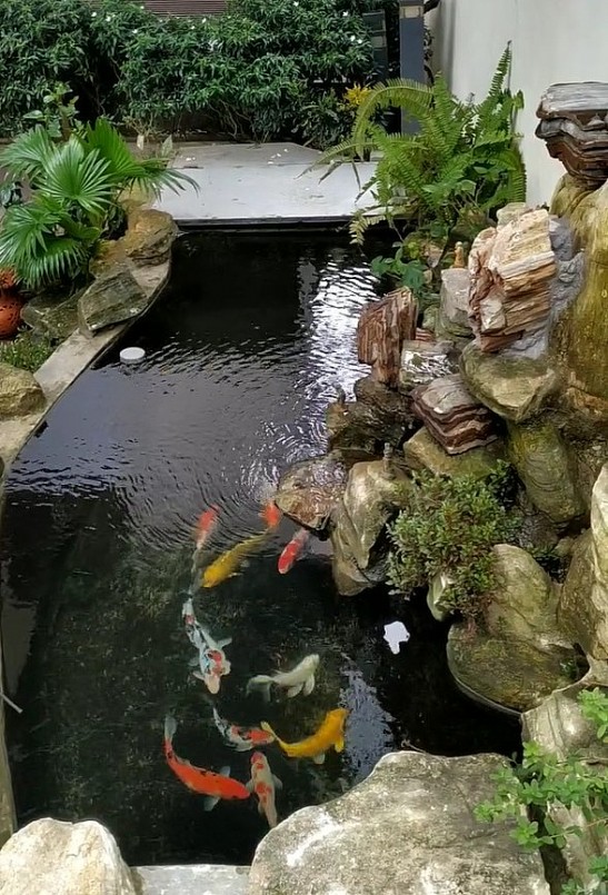 Công trình tiểu cảnh hồ cá Koi 