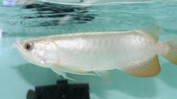 Lý do cá rồng bạch kim trở thành loài cá đắt nhất thế giới