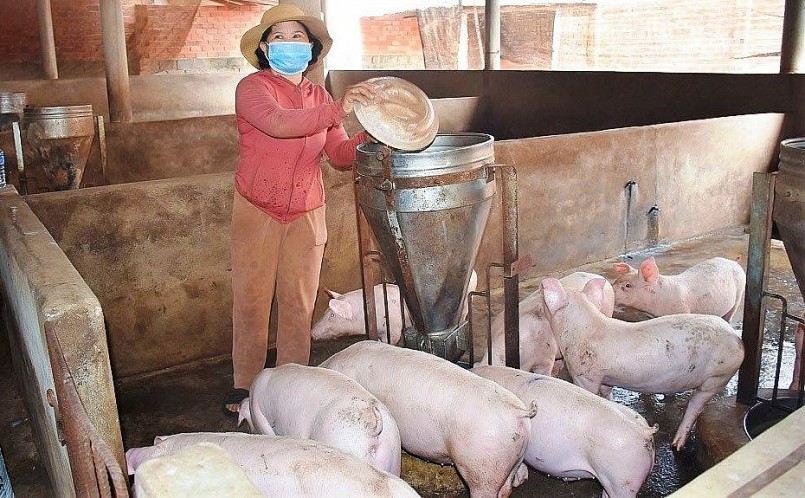 Giá heo hơi hôm nay (29/6) giá heo đang ở mức cao và có lợi nhuận, cơ hội để người nuôi tái đàn. Giá heo hơi hôm nay (29/6) giá heo đang ở mức cao và có lợi nhuận, cơ hội để người nuôi tái đàn.