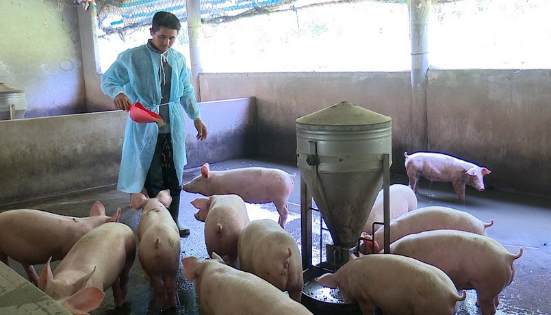 Giá heo hơi hôm nay (29/6), duy trì đà tăng đồng loạt từ 1.000 đến 3.000 đồng/kg. Giá heo hơi hôm nay (29/6), duy trì đà tăng đồng loạt từ 1.000 đến 3.000 đồng/kg.