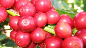 Giá nông sản hôm nay 29/6:  Cà phê lao dốc giảm gần 1.000 đồng/kg, hồ tiêu đứng vững mức cao nhất 71.500 đồng/kg