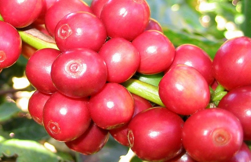 Giá nông sản hôm nay (29/6), giá cà phê sàn kỳ hạn lao dốc kéo giá cà phê trong nước giảm mạnh tới 900 đồng/kg. Giá nông sản hôm nay (29/6), giá cà phê sàn kỳ hạn lao dốc kéo giá cà phê trong nước giảm mạnh tới 900 đồng/kg.