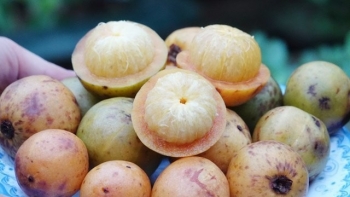 Loại quả rừng bị nhầm là măng cụt, xưa ít người ăn nay đem phơi khô bán 200.000 đồng/kg