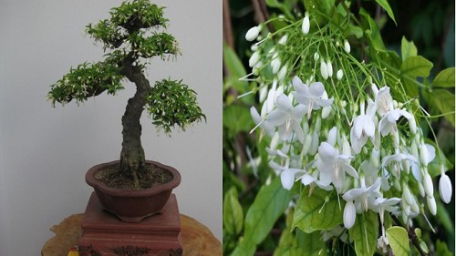 Loại cây trong tên “có nước”, trồng một cây trước nhà, càng trồng lâu sẽ càng có giá