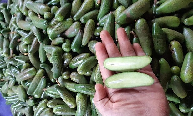 Loại bơ không có hạt, ăn có vị thơm và không béo ngậy. Loại bơ không có hạt, ăn có vị thơm và không béo ngậy.