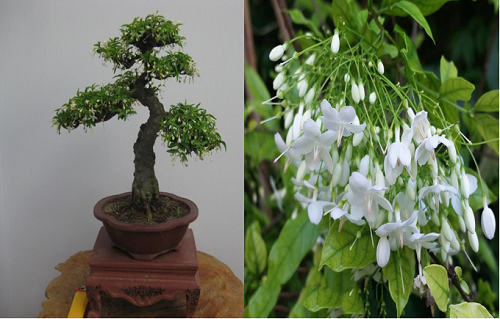 Loại cây trong tên “có nước”, trồng một cây trước nhà, càng trồng lâu sẽ càng có giá