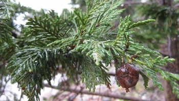 Bảo tồn cây vương mộc thoát nạn tận diệt, nông dân vùng cao bất ngờ sở hữu cả gia tài