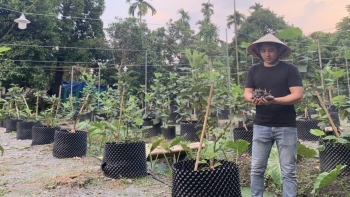 Mang sung Mỹ về trồng cho vui, 4 năm sau có thu nhập gần 90 triệu/tháng