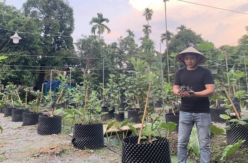 Nhờ trồng sung Mỹ, anh Trí kiếm thêm hàng chục triệu đồng mỗi tháng