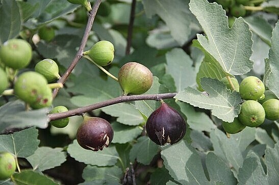 “Sung Mỹ còn gọi là sung ngọt