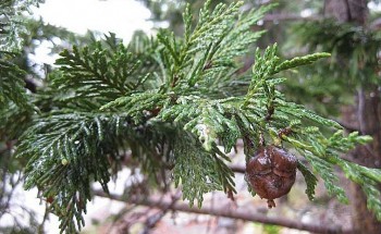 Bảo tồn cây vương mộc thoát nạn tận diệt, nông dân vùng cao bất ngờ sở hữu cả gia tài