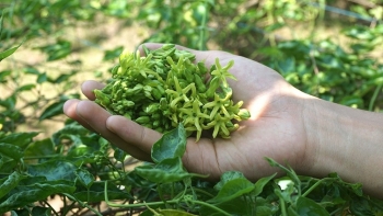 Loài hoa là vị thuốc an thần tự nhiên, dùng làm rau sạch, ăn mát gan, giải độc