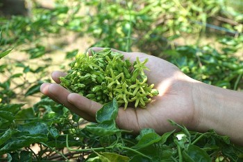 Loài hoa là vị thuốc an thần tự nhiên, dùng làm rau sạch, ăn mát gan, giải độc