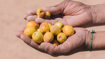 Loại cây trồng 30 năm mới cho trái, chiết ra thứ dầu được ví như “vàng lỏng”, có công dụng lý tưởng cho phái đẹp