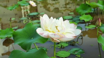 Khu đầm hoang được chị nông dân Hải Dương trồng loại sen gì mà ai cũng ngạc nhiên đến xem tận mắt?