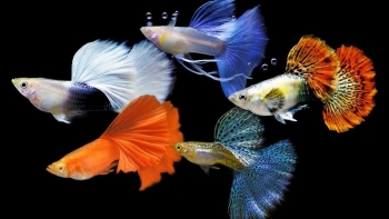 Anh nông dân tạo ra 500 hồ cá cảnh nuôi 50 loại khác nhau, mỗi năm bán hàng trăm nghìn con giống