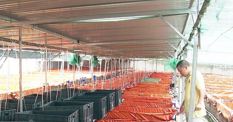 Những hồ cá cảnh của anh Sang được lót bạt giúp giảm chi phí. Những hồ cá cảnh của anh Sang được lót bạt giúp giảm chi phí.