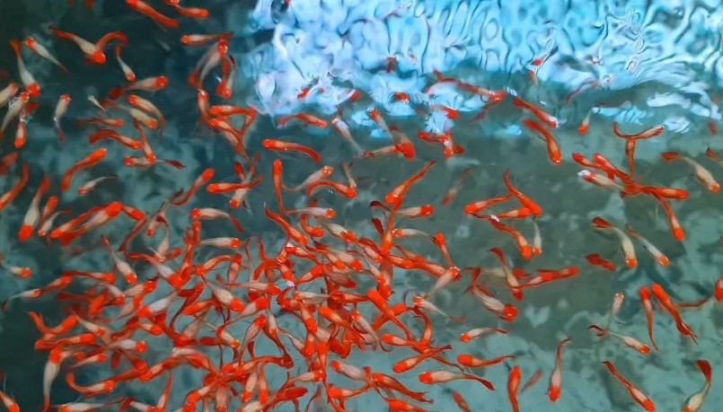 Nhờ áp dụng kỹ thuật cho cá sinh sản nên mỗi năm anh Sang cung cấp ra thị trường hàng trăm nghìn cá cảnh giống. Nhờ áp dụng kỹ thuật cho cá sinh sản nên mỗi năm anh Sang cung cấp ra thị trường hàng trăm nghìn cá cảnh giống.