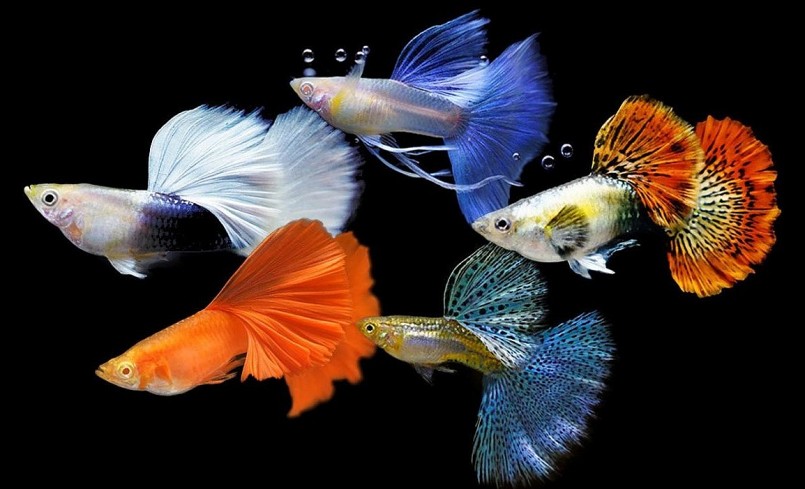 Dân mê cá cảnh cũng phải nể phục với trại cá cảnh khủng của một nông dân ở Bình Phước. Dân mê cá cảnh cũng phải nể phục với trại cá cảnh khủng của một nông dân ở Bình Phước.