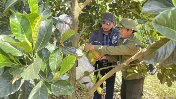Những khu đồi gò bạc màu được chuyển đổi sang trồng mít ruột đỏ, vụ đầu kỳ vọng lãi nửa tỷ đồng