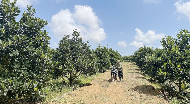 Mô hình mít ruột đỏ được triển khai tại thị trấn Nông trường Việt Trung (huyện Bố Trạch). Mô hình mít ruột đỏ được triển khai tại thị trấn Nông trường Việt Trung (huyện Bố Trạch).