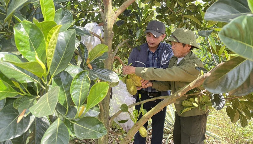 Chuyển đổi sang trồng mít ruột đỏ người dân được hỗ trợ về giống, phân bón Chuyển đổi sang trồng mít ruột đỏ người dân được hỗ trợ về giống, phân bón