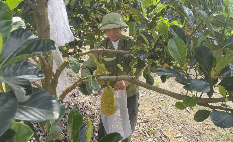 Những trái mít ruột đỏ được bọc túi ni lông để tránh sâu hại. Những trái mít ruột đỏ được bọc túi ni lông để tránh sâu hại.