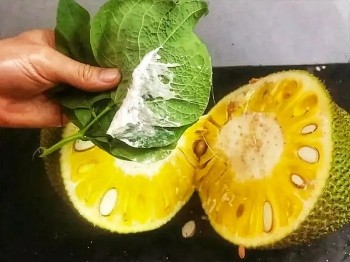 Mẹo tẩy sạch nhựa mít dính tay cực nhanh và hiệu quả