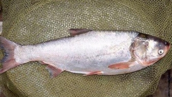 Những loại cá bổ ngang nhân sâm, tổ yến, bán rẻ bèo ở chợ nhưng nhiều người không biết mà ăn