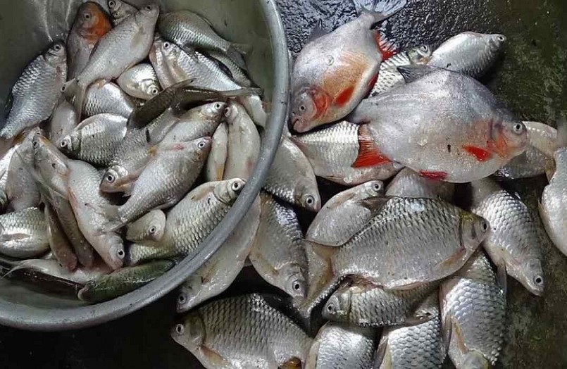 Ăn cá rất tốt cho sức khoẻ