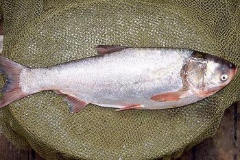 Những loại cá bổ ngang nhân sâm, tổ yến, bán rẻ bèo ở chợ nhưng nhiều người không biết mà ăn