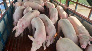 Giá heo hơi hôm nay 30/6: Tăng lên mức 64.000 đồng/kg, có lãi người nuôi vẫn khó tái đàn vì hết vốn chờ hỗ trợ