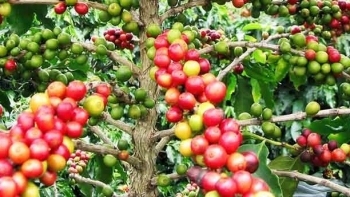 Giá nông sản hôm nay 30/6: Cà phê giảm mạnh chạm đáy 65.000 đồng/kg, hồ tiêu bất ngờ giảm sâu 1.000 đồng/kg