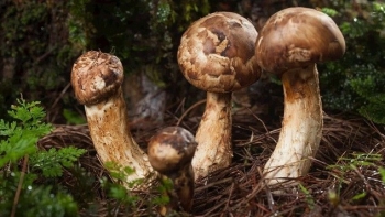 Loại rau không lá mọc ở rừng thông Nhật Bản quý cỡ nào mà giá gần 50 triệu mỗi kg vẫn “cháy” hàng