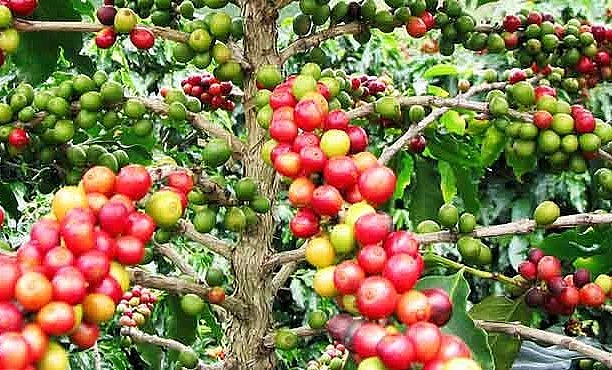 Giá nông sản hôm nay (30/6), giá cà phê hôm nay bao trùm sắc đỏ trên sàn kỳ hạn kéo giá cà phê trong nước tiếp tục giảm thêm 500 đồng/kg. Giá nông sản hôm nay (30/6), giá cà phê hôm nay bao trùm sắc đỏ trên sàn kỳ hạn kéo giá cà phê trong nước tiếp tục giảm thêm 500 đồng/kg.