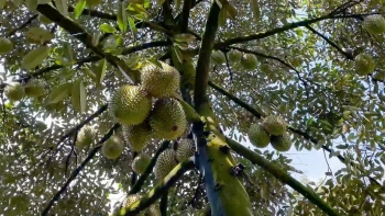 Lão nông Kiên Giang trồng sầu riêng trên đất lúa hơn nửa héc ta đã thu 11 tấn bán lãi nửa tỷ