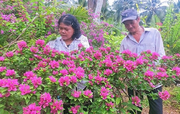 Vợ chồng chị Nê chăm sóc hoa giấy với tuyệt chiêu cho hoa nở đúng Tết để bán giá cao.